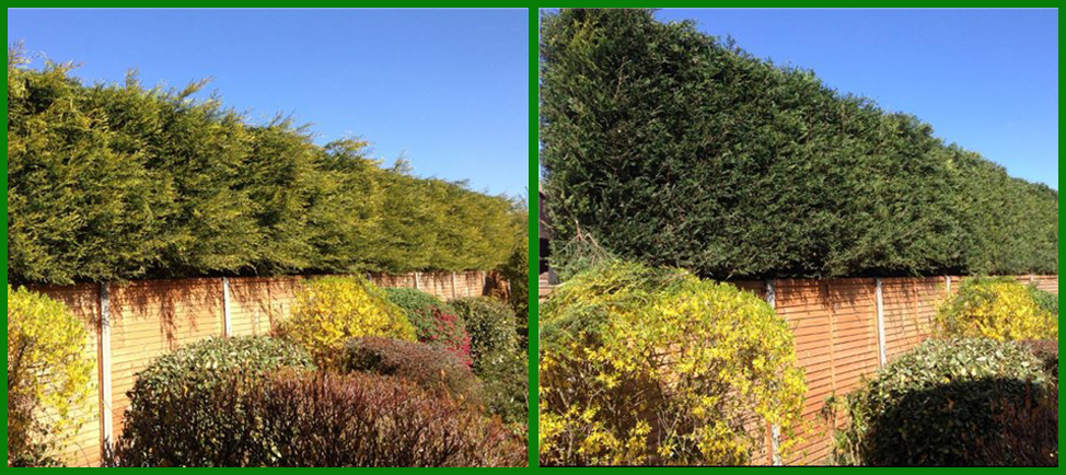 Garden Hedge